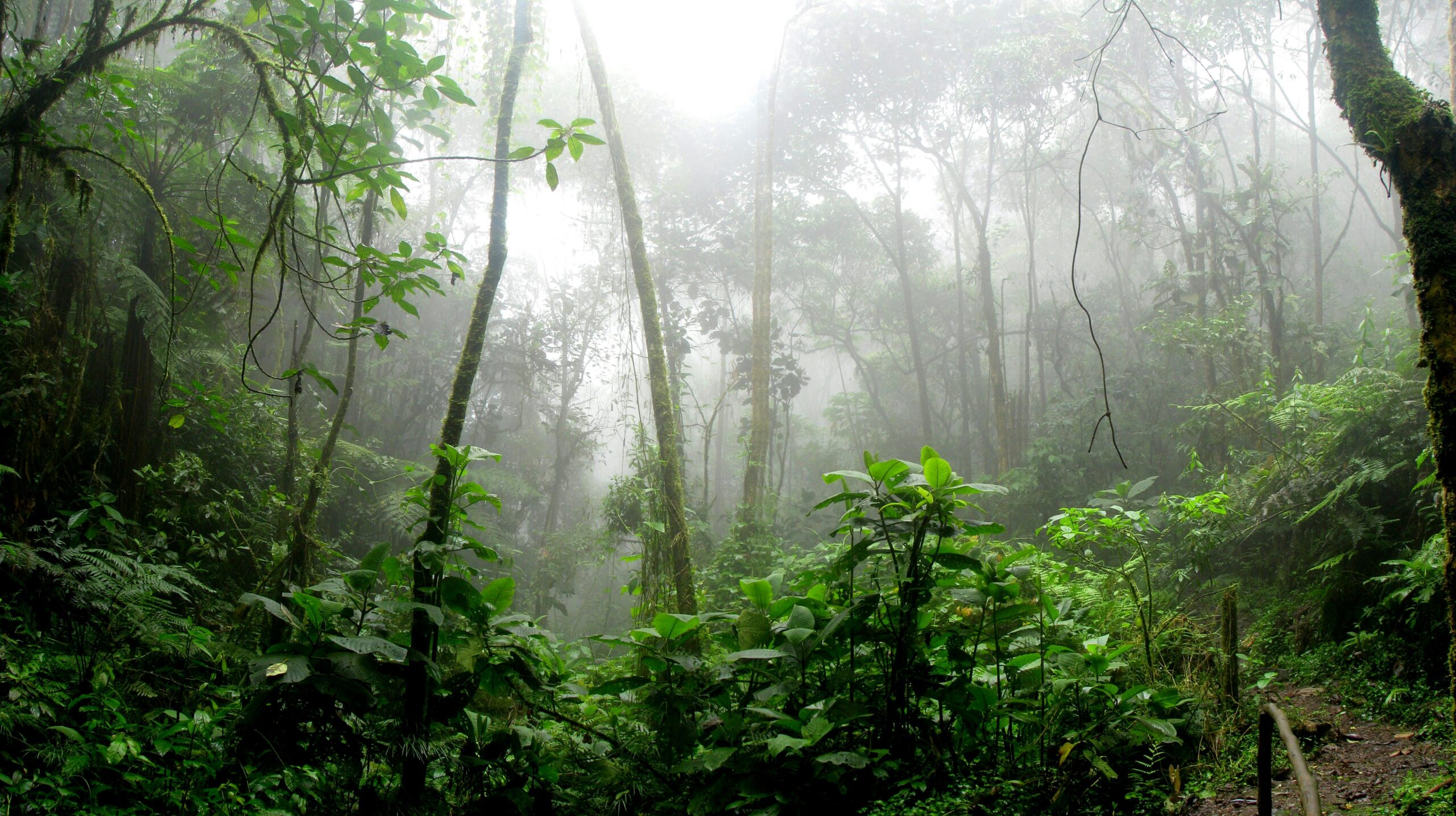 parque nacional del manu